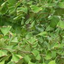 은행농장 이미지