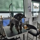 김쌤애견 이미지