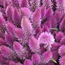 샤론의꽃의원 이미지