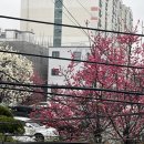 대전왁싱 : 탄방동 엘도뷰티 브라질리언 후기