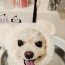 부산애견호텔 강아지유치원 애견미용 맘바이 수영구점 이미지