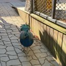 만남파크 | 네이처파크 아기 사자 만남 솔직 후기