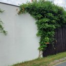 [김수성 칼럼](25) 제주올레길 9코스(대평포구~화순금모래해수욕장) 걷기 이미지