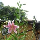 나무향기 차향기 이미지