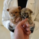 스마일퍼피 강아지분양 동탄점 | 오산강아지분양 고민 끝! 홍스퍼피 수원본점 방문 실제후기와 느낀점 🐶