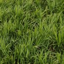 바다와 솔향기 이미지