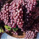 혜성여인숙 이미지