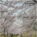 괴산군생활체육공원 | 대전 벚꽃 나들이 송촌생활체육공원