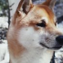 드림독 강아지 고양이 안심분양센터 시흥점 이미지