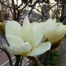 목련어린이집 이미지