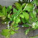 개산초등학교 이미지