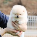 삼앤코 네이버블로그