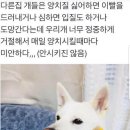 도도한강아지 이미지