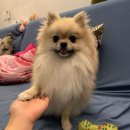 언니온
