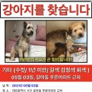 [유기동물] 대전 갈마동 푸른아파트 근처 “서리” 찾고있어요.. 🌸🌸찾았어요!!!!!!!!!!🌸🌸 이미지