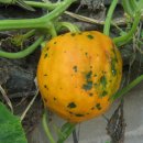 용한농장 이미지