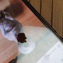 얼음별아이스크림 | D - 2달