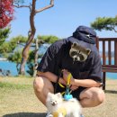 용신8 | 태안 애견동반 펜션 / 12만원으로 고기 무한리필 + 숙소 + 전기스쿠터, 카약 가능한 풍경펜션 후기