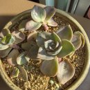 청옥세탁소 이미지