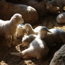 영진목장 이미지