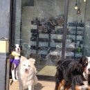 애견카페왕 이미지