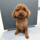 나래애견미용 이미지