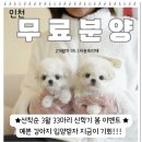 내품안의반려견광명점 | 광명강아지무료분양 홍스퍼피 합리적인 분양