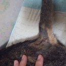 말바우동물병원 이미지