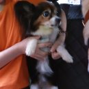 다다모모 이미지