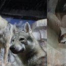 개와고양이 반려동물원 네이버블로그