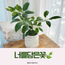 꽃담은 | 대구 꽃시장 꽃집추천 홈 감성화분 후기 너를담은꽃