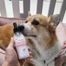 털찐강아지 | [리뷰] 퓨어프렌즈 강아지 보습 미스트 찐 사용 후기_강아지미스트추천