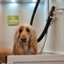 댕댕이 목욕탕 이미지