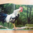 꼬끼오PC 이미지