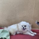 포항애견 이미지