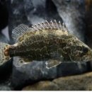 쏘가리네 이미지