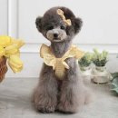 토토애견 이미지