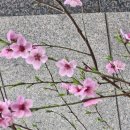 《김영춘의 '홍도야 울지마라'》 이미지