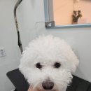 뚱이애견 이미지