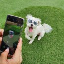 펫티움애견펜션 이미지