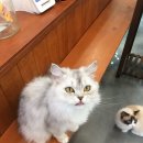 아이캣유 | 냥이들 미모에 힐링까지 완벽했던 고양이 카페 🐈 [아이캣유] 후기