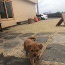 댕댕아 이리온 이미지