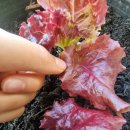 미성농장 이미지