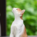 꿈꾸는 고양이 이미지