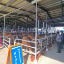 강원축산 이미지