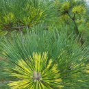 황금소나무농원 이미지