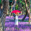 [황성공원]한여름 도심 속 보랏빛 정원”… 천년 고도에 숨겨진 맥문동 산책길 이미지