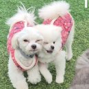 알콩이네 이미지