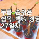 두릅 손쉬운 삽목 백% 성공 27일차 이미지