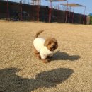 블리스독 이미지